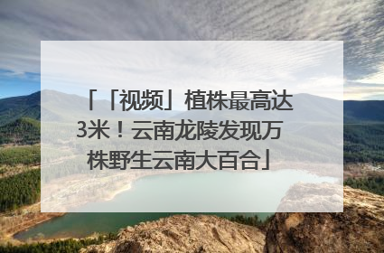 「视频」植株最高达3米！云南龙陵发现万株野生云南大百合