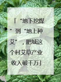 “地下挖煤”到“地上种艾”，肥城这个村艾草产业收入破千万