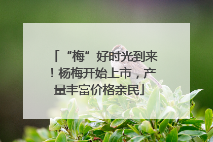 “梅”好时光到来！杨梅开始上市，产量丰富价格亲民