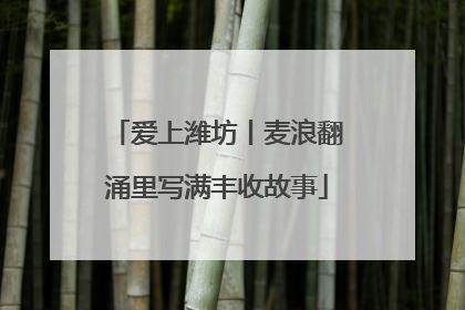 爱上潍坊丨麦浪翻涌里写满丰收故事