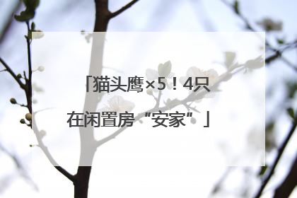 猫头鹰×5！4只在闲置房“安家”