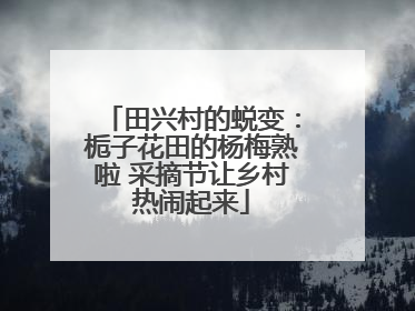 田兴村的蜕变：栀子花田的杨梅熟啦 采摘节让乡村热闹起来