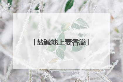 盐碱地上麦香溢