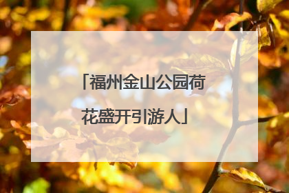 福州金山公园荷花盛开引游人