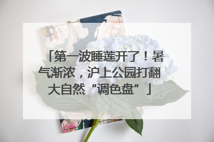 第一波睡莲开了！暑气渐浓，沪上公园打翻大自然“调色盘”