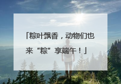 粽叶飘香，动物们也来“粽”享端午！