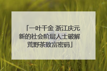 一叶千金 浙江庆元新的社会阶层人士破解荒野茶致富密码