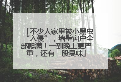 不少人家里被小黑虫“入侵”，墙壁窗户全部爬满！一到晚上更严重，还有一股臭味