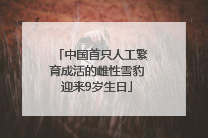 中国首只人工繁育成活的雌性雪豹迎来9岁生日