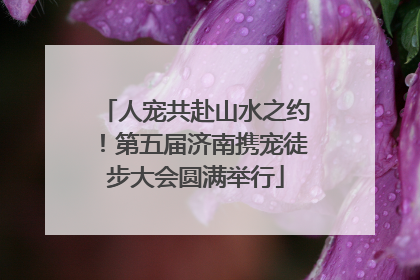 人宠共赴山水之约！第五届济南携宠徒步大会圆满举行