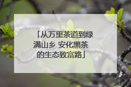 从万里茶道到绿满山乡 安化黑茶的生态致富路