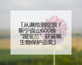 从濒危到绽放！新宁崀山600株“国宝兰”获省级生物保护嘉奖