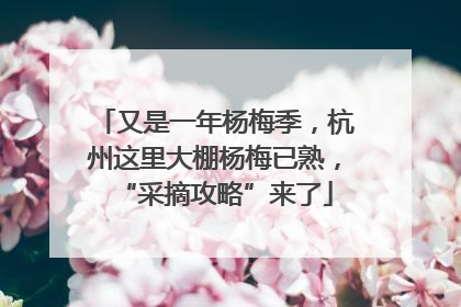 又是一年杨梅季，杭州这里大棚杨梅已熟，“采摘攻略”来了