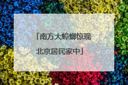 南方大蟑螂惊现北京居民家中