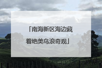 南海新区海边藏着绝美鸟浪奇观