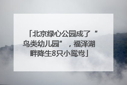 北京绿心公园成了“鸟类幼儿园”，福泽湖畔降生8只小鸳鸯