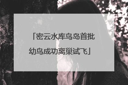 密云水库鸟岛首批幼鸟成功离巢试飞