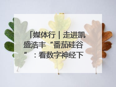 媒体行｜走进凯盛浩丰“番茄硅谷”：看数字神经下的精准农业