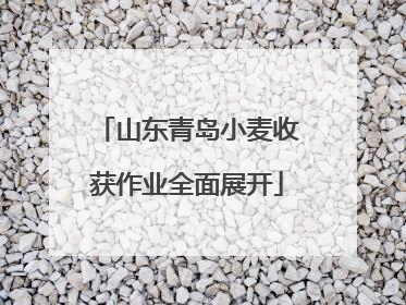 山东青岛小麦收获作业全面展开