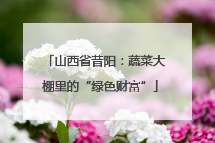 山西省昔阳：蔬菜大棚里的“绿色财富”