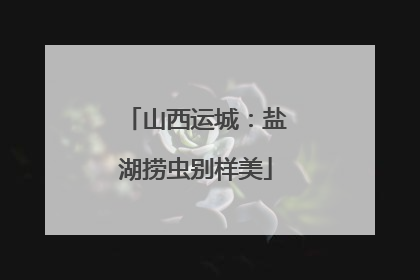 山西运城：盐湖捞虫别样美