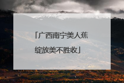 广西南宁美人蕉绽放美不胜收