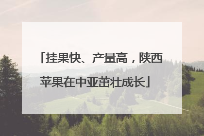 挂果快、产量高，陕西苹果在中亚茁壮成长