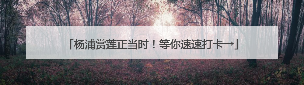 杨浦赏莲正当时！等你速速打卡→