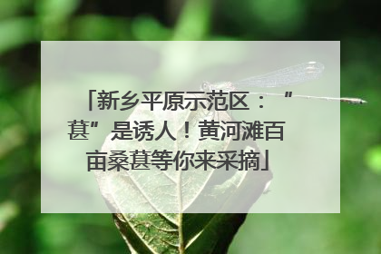新乡平原示范区：“葚”是诱人！黄河滩百亩桑葚等你来采摘