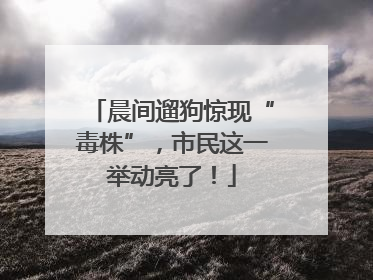 晨间遛狗惊现“毒株”，市民这一举动亮了！