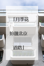 月季花扮靓北京道路