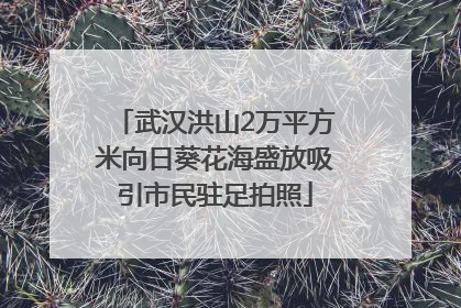武汉洪山2万平方米向日葵花海盛放吸引市民驻足拍照
