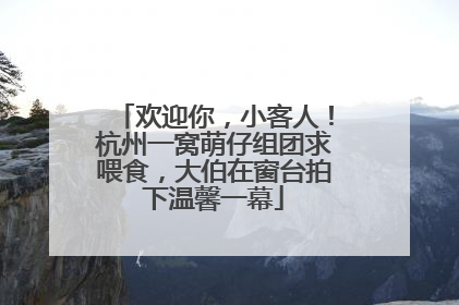 欢迎你，小客人！杭州一窝萌仔组团求喂食，大伯在窗台拍下温馨一幕