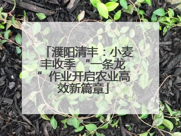 濮阳清丰：小麦丰收季 “一条龙”作业开启农业高效新篇章