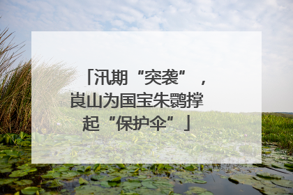 汛期“突袭”，崀山为国宝朱鹮撑起“保护伞”