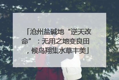 沧州盐碱地“逆天改命”：无用之地变良田，候鸟翔集水草丰美