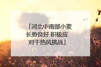 河北中南部小麦长势良好 积极应对干热风挑战