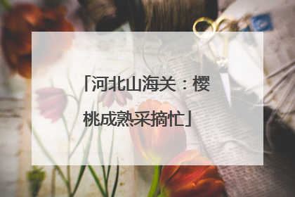 河北山海关：樱桃成熟采摘忙