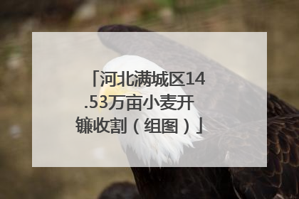 河北满城区14.53万亩小麦开镰收割（组图）