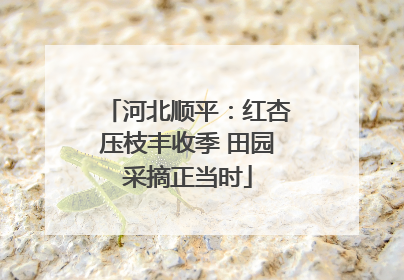 河北顺平：红杏压枝丰收季 田园采摘正当时