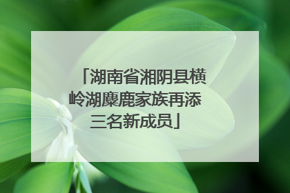 湖南省湘阴县横岭湖麋鹿家族再添三名新成员