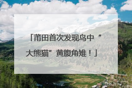 莆田首次发现鸟中“大熊猫”黄腹角雉！