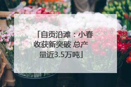 自贡沿滩：小春收获新突破 总产量近3.5万吨