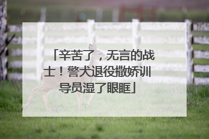 辛苦了，无言的战士！警犬退役撒娇训导员湿了眼眶
