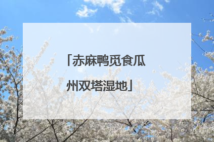 赤麻鸭觅食瓜州双塔湿地