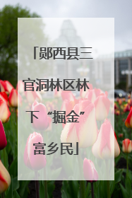 郧西县三官洞林区林下“掘金”富乡民