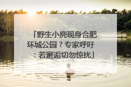 野生小麂现身合肥环城公园？专家呼吁：若邂逅切勿惊扰