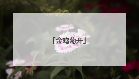 金鸡菊开