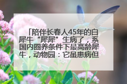 陪伴长春人45年的白犀牛“犀犀”生病了，系国内圈养条件下最高龄犀牛，动物园：它虽患病但未处于弥留之际