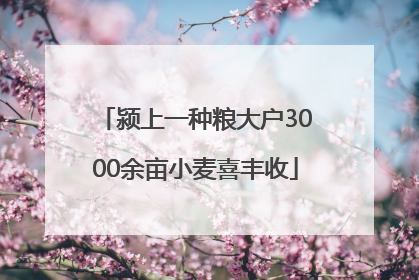 颍上一种粮大户3000余亩小麦喜丰收
